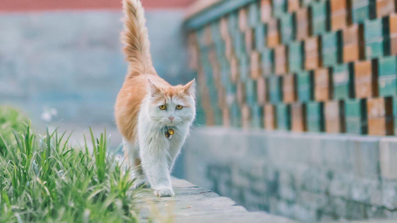 Wallpaper cat, pet, glance, sad, cute