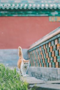 Preview wallpaper cat, pet, glance, sad, cute