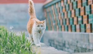 Preview wallpaper cat, pet, glance, sad, cute