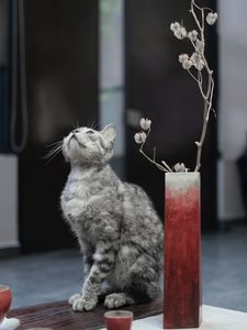 Preview wallpaper cat, pet, glance, candles, cute