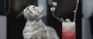 Preview wallpaper cat, pet, glance, candles, cute