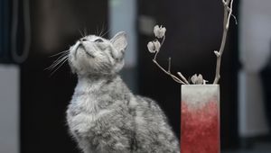 Preview wallpaper cat, pet, glance, candles, cute