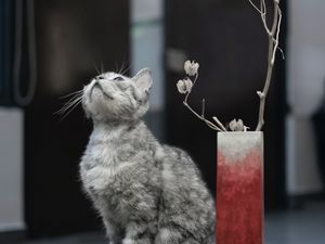 Preview wallpaper cat, pet, glance, candles, cute