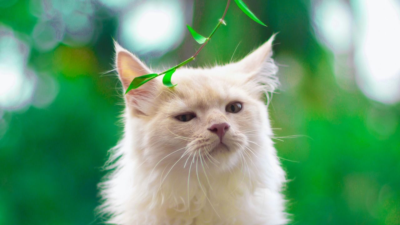 Wallpaper cat, pet, glance, fluffy, white, green