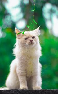 Preview wallpaper cat, pet, glance, fluffy, white, green