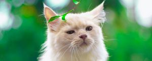Preview wallpaper cat, pet, glance, fluffy, white, green