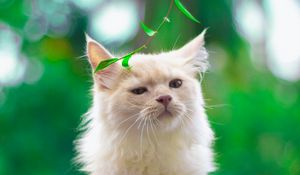 Preview wallpaper cat, pet, glance, fluffy, white, green