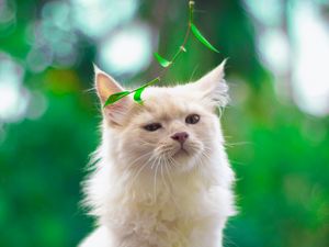 Preview wallpaper cat, pet, glance, fluffy, white, green