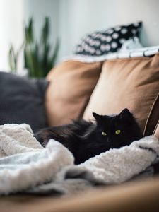 Preview wallpaper cat, pet, glance, fluffy, plaid