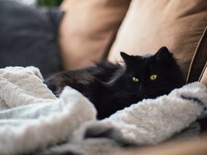 Preview wallpaper cat, pet, glance, fluffy, plaid