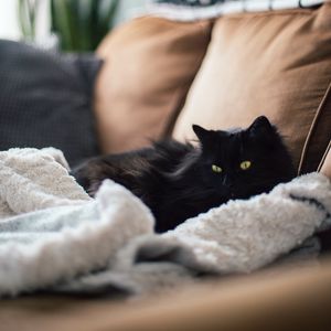 Preview wallpaper cat, pet, glance, fluffy, plaid