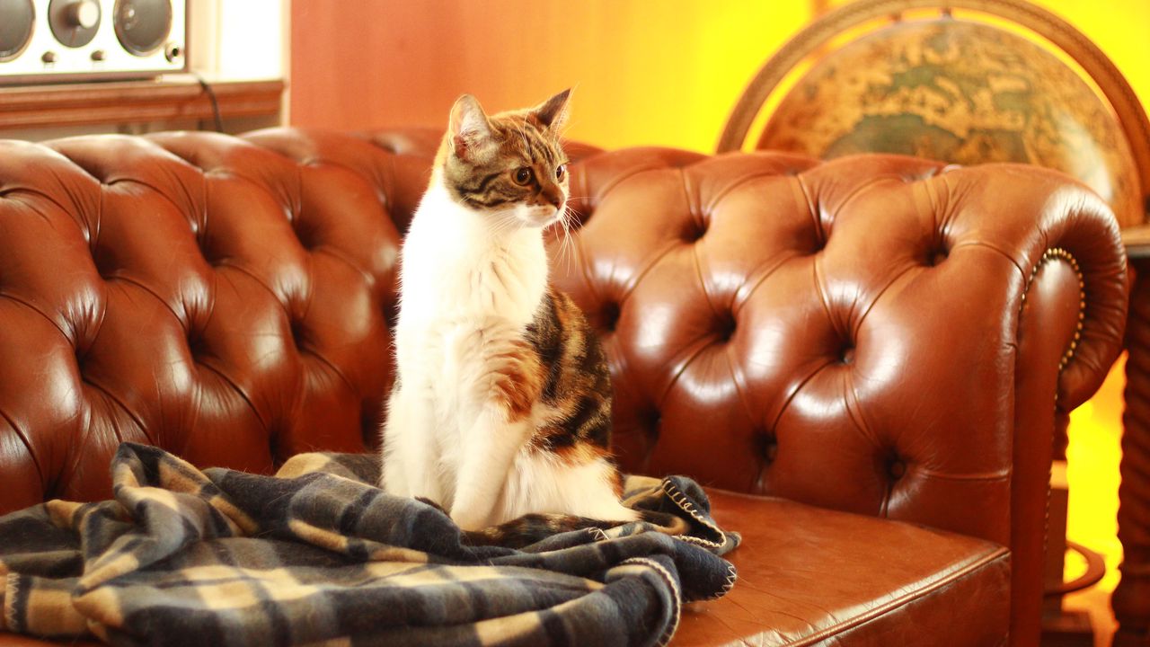 Wallpaper cat, pet, glance, sofa