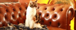 Preview wallpaper cat, pet, glance, sofa
