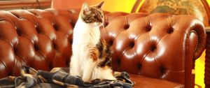 Preview wallpaper cat, pet, glance, sofa