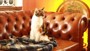 Preview wallpaper cat, pet, glance, sofa