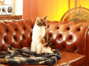 Preview wallpaper cat, pet, glance, sofa