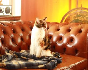 Preview wallpaper cat, pet, glance, sofa