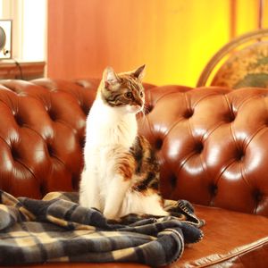 Preview wallpaper cat, pet, glance, sofa