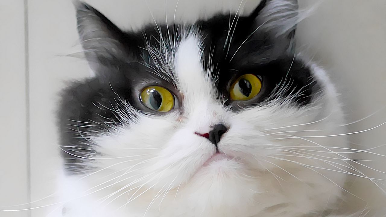 Wallpaper cat, pet, glance, animal, fluffy