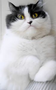 Preview wallpaper cat, pet, glance, animal, fluffy
