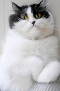 Preview wallpaper cat, pet, glance, animal, fluffy