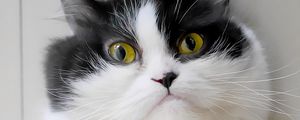 Preview wallpaper cat, pet, glance, animal, fluffy