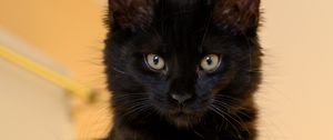 Preview wallpaper cat, pet, glance, fluffy, cute