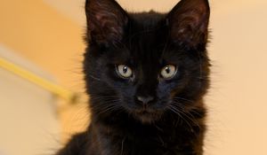 Preview wallpaper cat, pet, glance, fluffy, cute