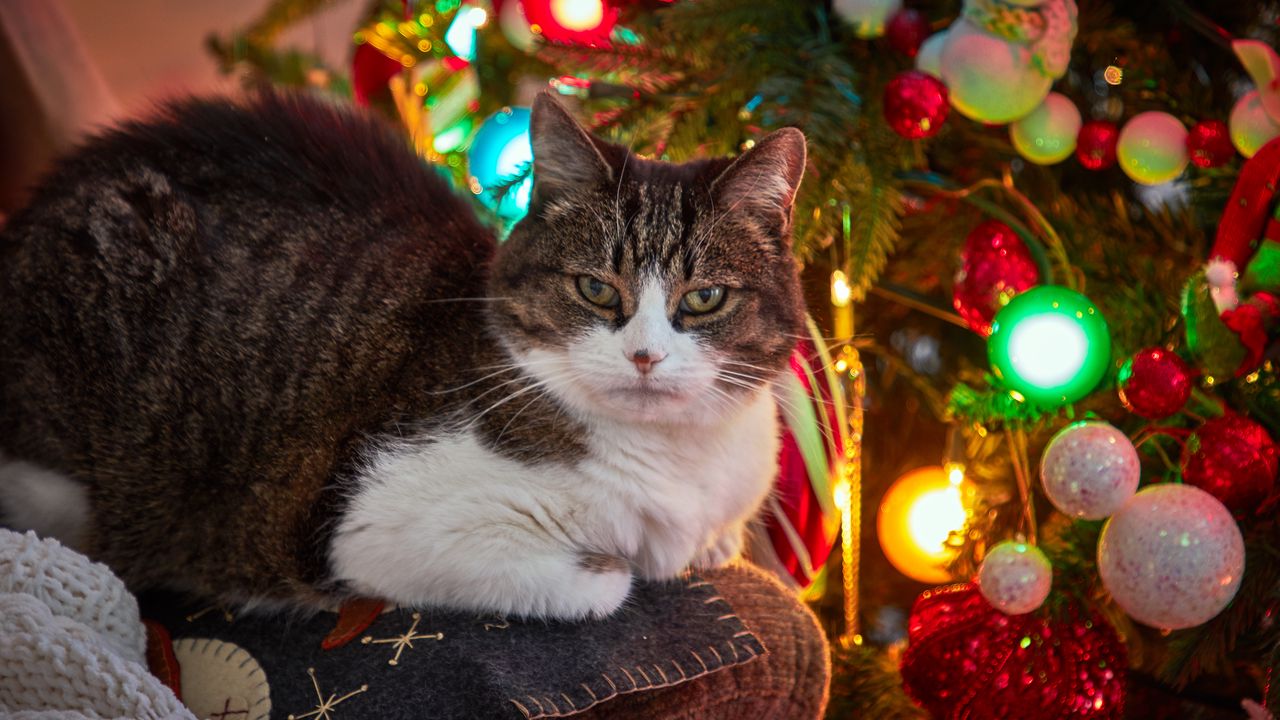 Wallpaper cat, pet, glance, spruce, balls, christmas, new year