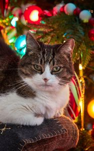 Preview wallpaper cat, pet, glance, spruce, balls, christmas, new year
