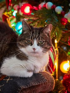 Preview wallpaper cat, pet, glance, spruce, balls, christmas, new year
