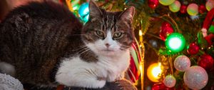 Preview wallpaper cat, pet, glance, spruce, balls, christmas, new year