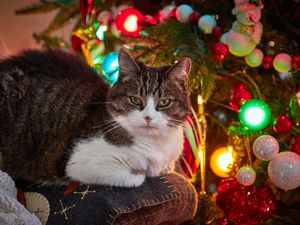 Preview wallpaper cat, pet, glance, spruce, balls, christmas, new year