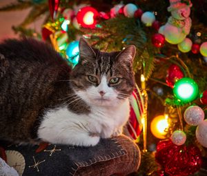 Preview wallpaper cat, pet, glance, spruce, balls, christmas, new year