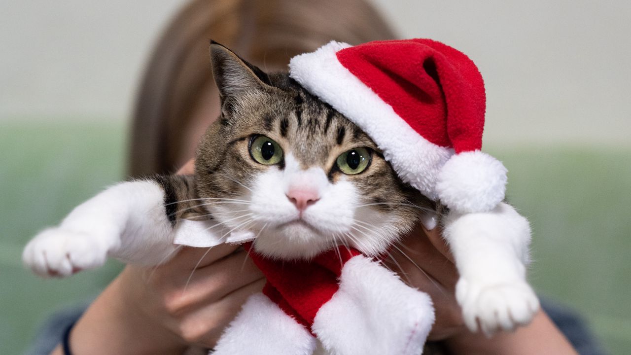 Wallpaper cat, pet, glance, hat, new year, christmas hd, picture, image