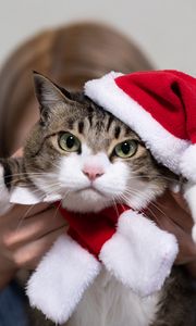 Preview wallpaper cat, pet, glance, hat, new year, christmas