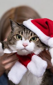 Preview wallpaper cat, pet, glance, hat, new year, christmas