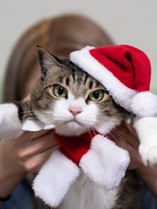 Preview wallpaper cat, pet, glance, hat, new year, christmas