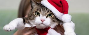 Preview wallpaper cat, pet, glance, hat, new year, christmas