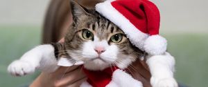 Preview wallpaper cat, pet, glance, hat, new year, christmas