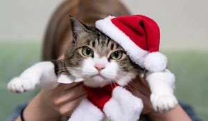 Preview wallpaper cat, pet, glance, hat, new year, christmas