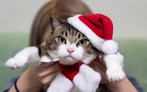 Preview wallpaper cat, pet, glance, hat, new year, christmas