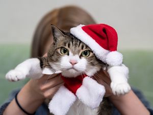 Preview wallpaper cat, pet, glance, hat, new year, christmas