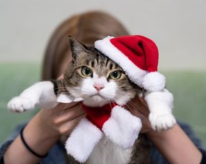 Preview wallpaper cat, pet, glance, hat, new year, christmas