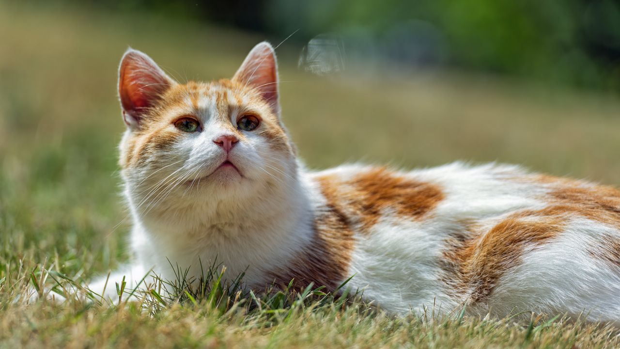 Wallpaper cat, pet, grass, animal