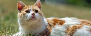 Preview wallpaper cat, pet, grass, animal