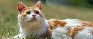 Preview wallpaper cat, pet, grass, animal