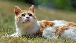 Preview wallpaper cat, pet, grass, animal