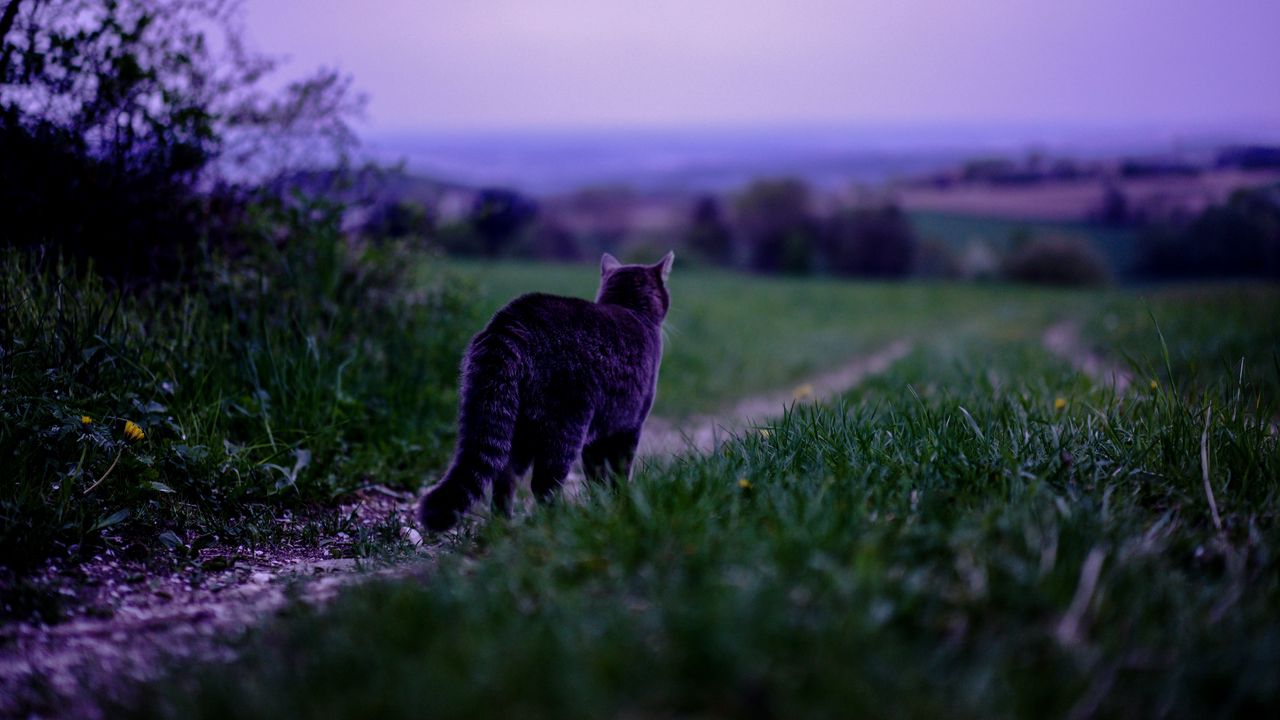 Wallpaper cat, pet, grass, blur