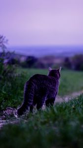 Preview wallpaper cat, pet, grass, blur